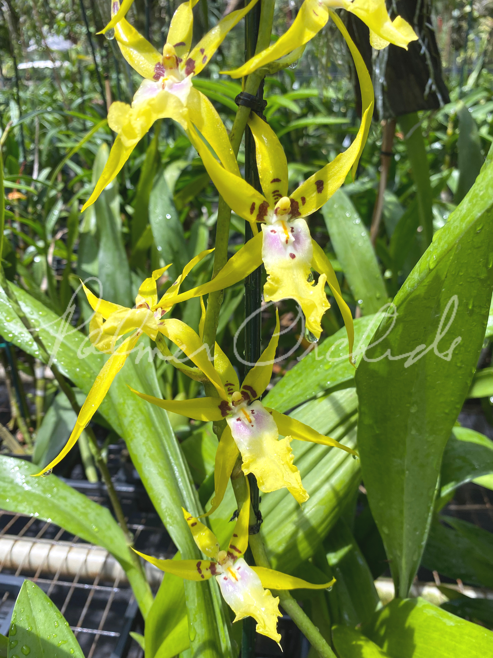 Alcra. Pacific Nova 'Hilo Star' — Palmer Orchids